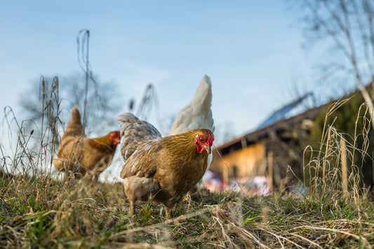 The Science of Nutrition: Insights from Nutrient Incorporated